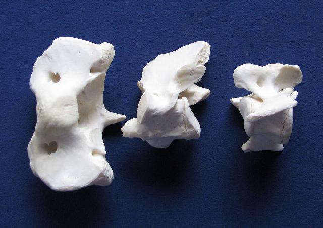 knochenpraeparation.de | Shop: Individual Bones: Pig