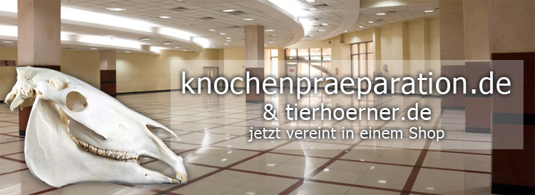 knochenpraeparation.de - Professionelle Präparation von Knochen