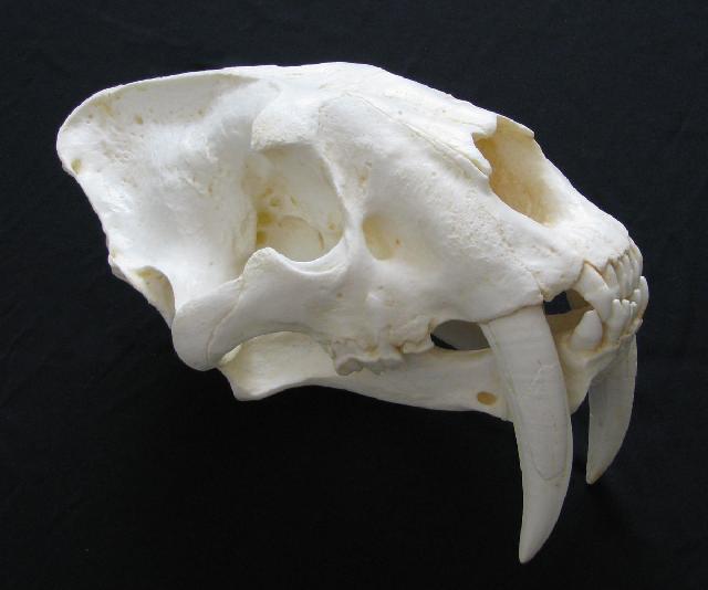 Knochenpraeparation De Shop Fossilien Replikate Fossilreplikate Schadel