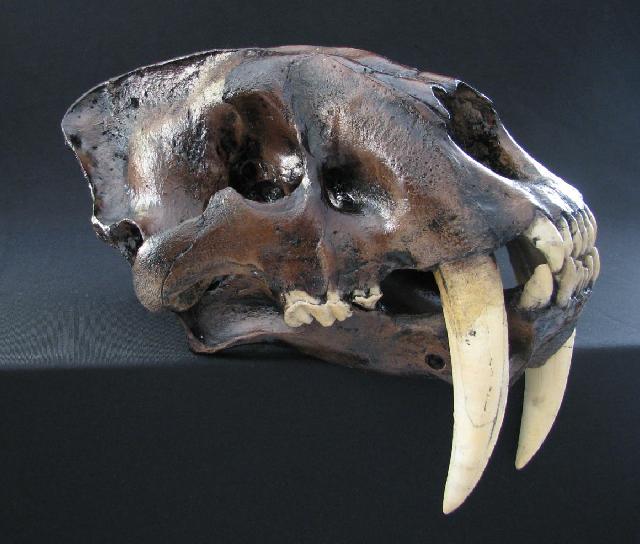 Knochenpraeparation De Shop Fossilien Replikate Fossilreplikate Schadel